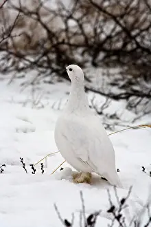 Marc: Canada, Manitoba, Churchill Willow Ptarmigan
