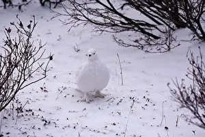 Marc: Canada, Manitoba, Churchill Willow Ptarmigan