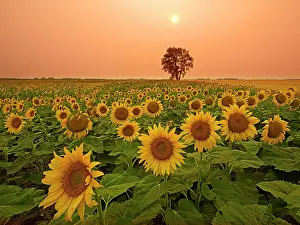 Populus: Canada, Manitoba, Dugald. Field of sunflowers and