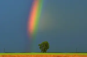 Populus: Canada, Manitoba, Dugald. Rainbow and cottonwood