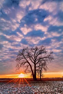 Pointe: Canada, Manitoba, Grande Pointe. Cottonwood tree
