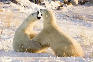 Competition: Canada, Manitoba, Hudson Bay, Churchill