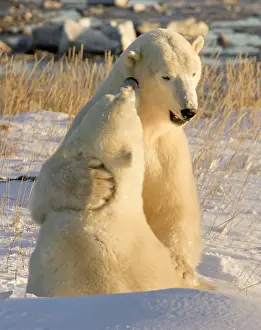 Competition: Canada, Manitoba, Hudson Bay, Churchill