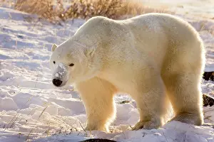 Wendy: Canada, Manitoba, Hudson Bay, Churchill