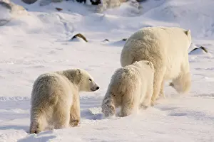 Wendy: Canada, Manitoba, Hudson Bay, Churchill