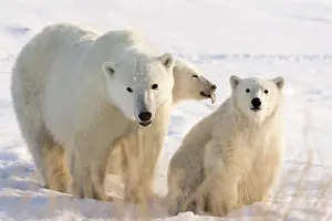 Wendy: Canada, Manitoba, Hudson Bay, Churchill