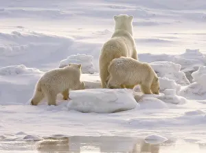 Wendy: Canada, Manitoba, Hudson Bay, Churchill