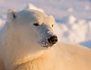 Wendy: Canada, Manitoba, Hudson Bay, Churchill
