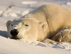 Wendy: Canada, Manitoba, Hudson Bay, Churchill