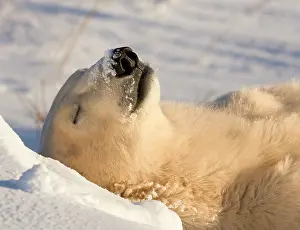 Wendy: Canada, Manitoba, Hudson Bay, Churchill