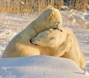 Competition: Canada, Manitoba, Hudson Bay, Churchill