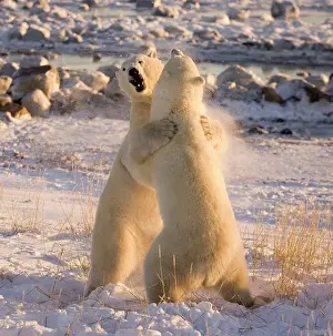Competition: Canada, Manitoba, Hudson Bay, Churchill