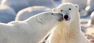 Kiss: Canada, Manitoba, Hudson Bay, Churchill