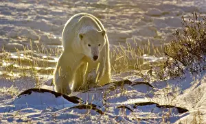Wendy: Canada, Manitoba, Hudson Bay, Churchill