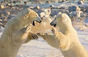 Competition: Canada, Manitoba, Hudson Bay, Churchill