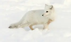 Alopex: Canada, Manitoba, Hudson Bay. Close-up of