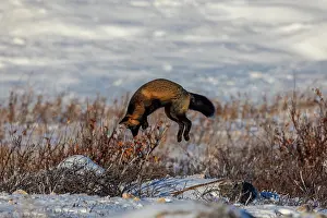 Manitoba: Canada, Manitoba, Hudson Bay. Cross fox hunting for