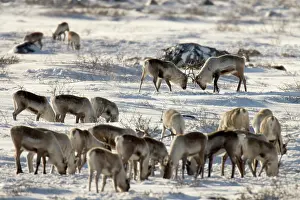 Dominance: Canada, Manitoba, Hudson Bay. Two male caribou