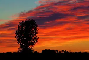 Portage: Canada, Manitoba, Portage La Prairie. Tree