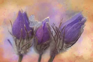 Manitoba: Canada, Manitoba, Rosser. Prairie crocus after a