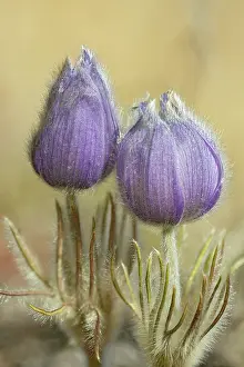 Provincial: Canada, Manitoba, Sandilands Provincial Forest