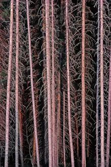 Stark: Canada, Manitoba. Stark spruce trees in