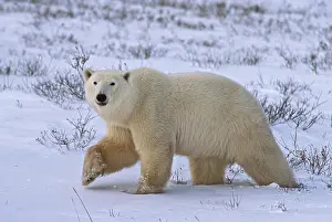 Grall: Canada, Manitoba, Wapusk National Park