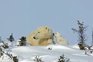 Wapusk: Canada, Manitoba, Wapusk National Park