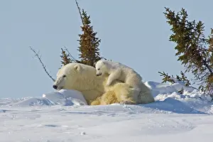 Wapusk: Canada, Manitoba, Wapusk National Park