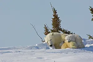 Wapusk: Canada, Manitoba, Wapusk National Park