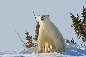 Wapusk: Canada, Manitoba, Wapusk National Park