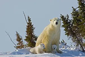 Wapusk: Canada, Manitoba, Wapusk National Park
