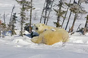 Wapusk: Canada, Manitoba, Wapusk National Park