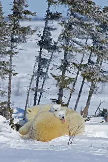 Wapusk: Canada, Manitoba, Wapusk National Park