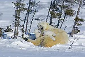 Wapusk: Canada, Manitoba, Wapusk National Park