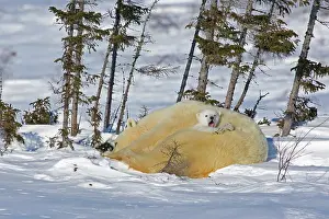 Wapusk: Canada, Manitoba, Wapusk National Park
