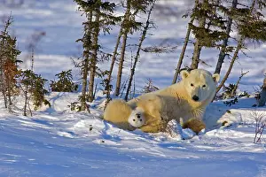 Wapusk: Canada, Manitoba, Wapusk National Park