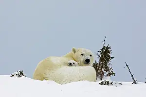 Wapusk: Canada, Manitoba, Wapusk National Park