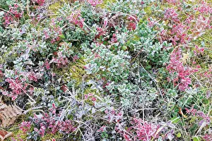 Blueberry: Canada, Manitoba, Whiteshell Provincial