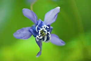 Columbine: Canada, Manitoba, Winnipeg. Blue columbine