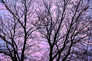 Winnipeg: Canada, Manitoba, Winnipeg. Branches of
