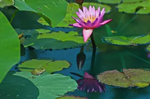 Winnipeg: Canada, Manitoba, Winnipeg. Frog on lily