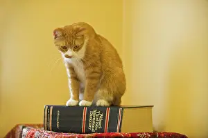 Book: Canada, Manitoba, Winnipeg. House cat on