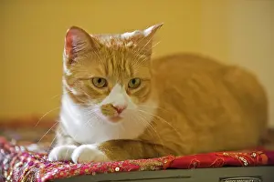 Grandmaison: Canada, Manitoba, Winnipeg. House cat