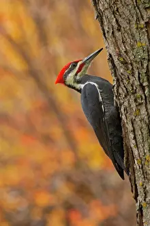 Manitoba: Canada, Manitoba, Winnipeg. Pileated woodpecker
