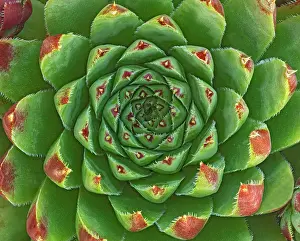 Thorn: Canada, Manitoba, Winnipeg. Shape and color patterns