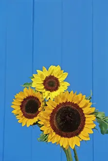 Winnipeg: Canada, Manitoba, Winnipeg. Sunflowers against