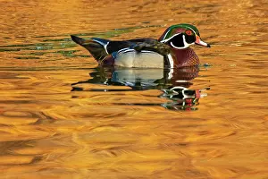 Sponsa: Canada, Manitoba, Winnipeg. Wood duck male in water