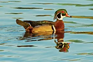 Sponsa: Canada, Manitoba, Winnipeg. Wood duck male in water