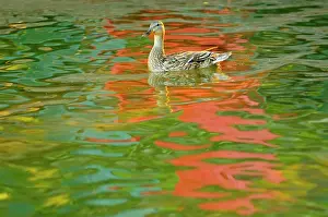 Rosseau: Canada, Minett. Female mallard duck in Lake